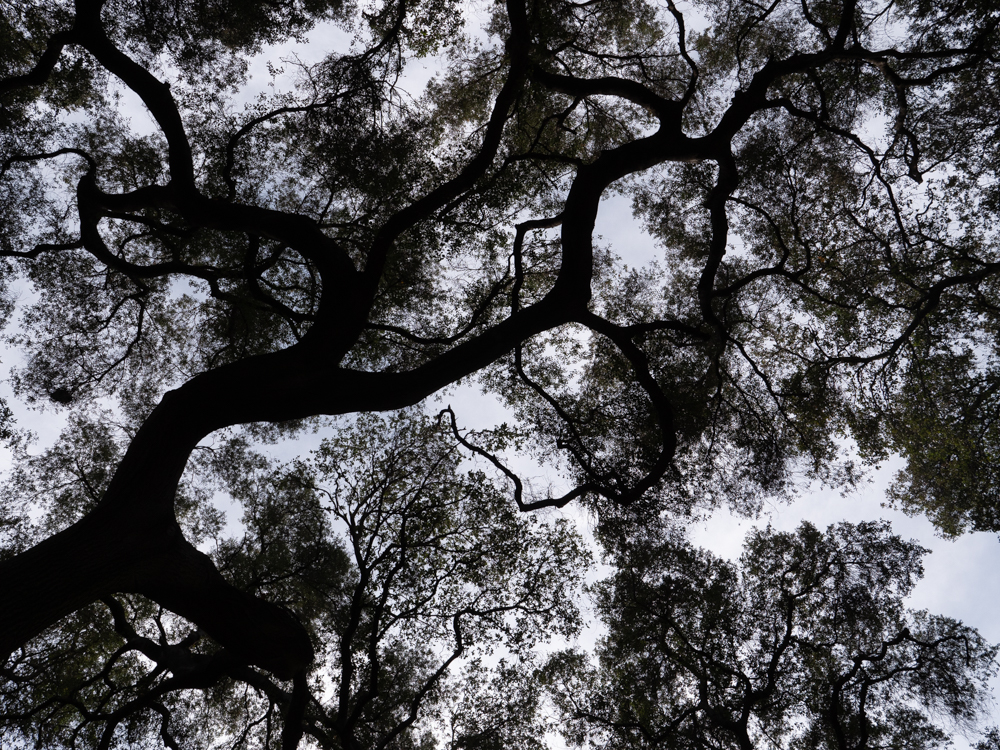 Descansco Gardens 21